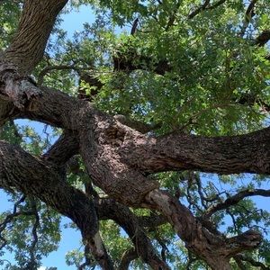 Meet your Posher, Rose